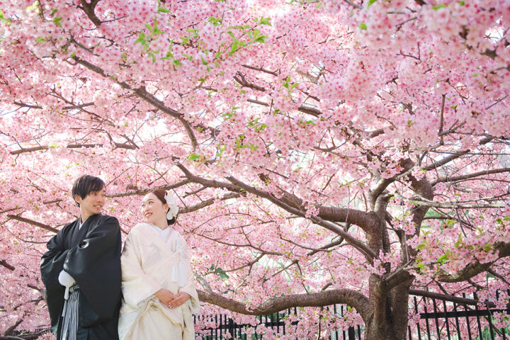 京都の河津桜を背景に和装前撮り