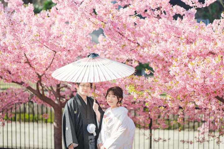 ピンクの河津桜と白い和傘のバランスがきれいな京都前撮り写真