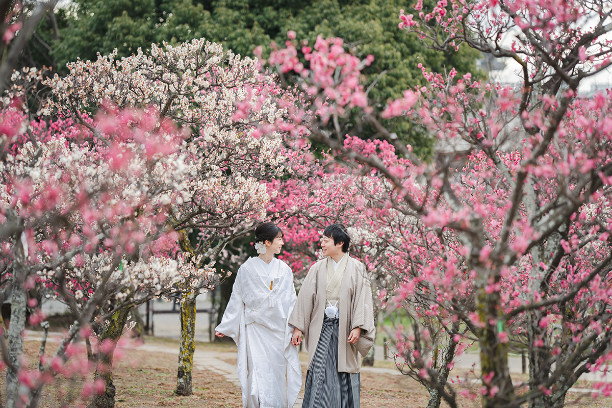 京都梅小路公園で和装前撮り「紅梅と白梅に包まれて歩く二人」