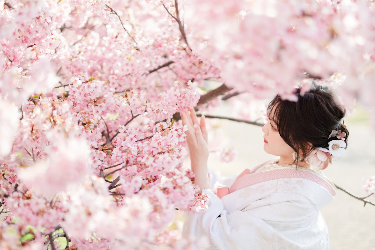 京都和装前撮り・フォトウェディング　のピン写・ソロカット「桜を見つめて」