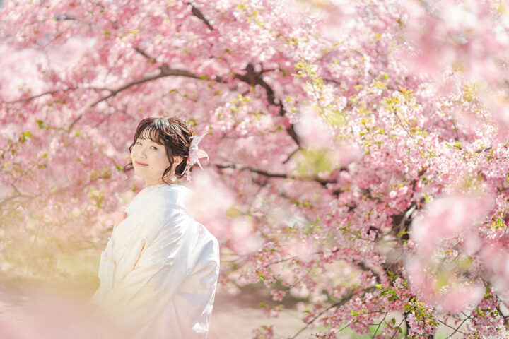 京都の河津桜前撮り、残枠わずかなのでお急ぎ下さい！