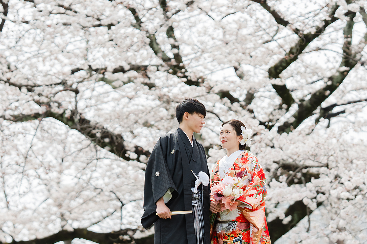 鴨川の前撮り・フォトウェディング「一面桜の色打掛と黒紋付袴」