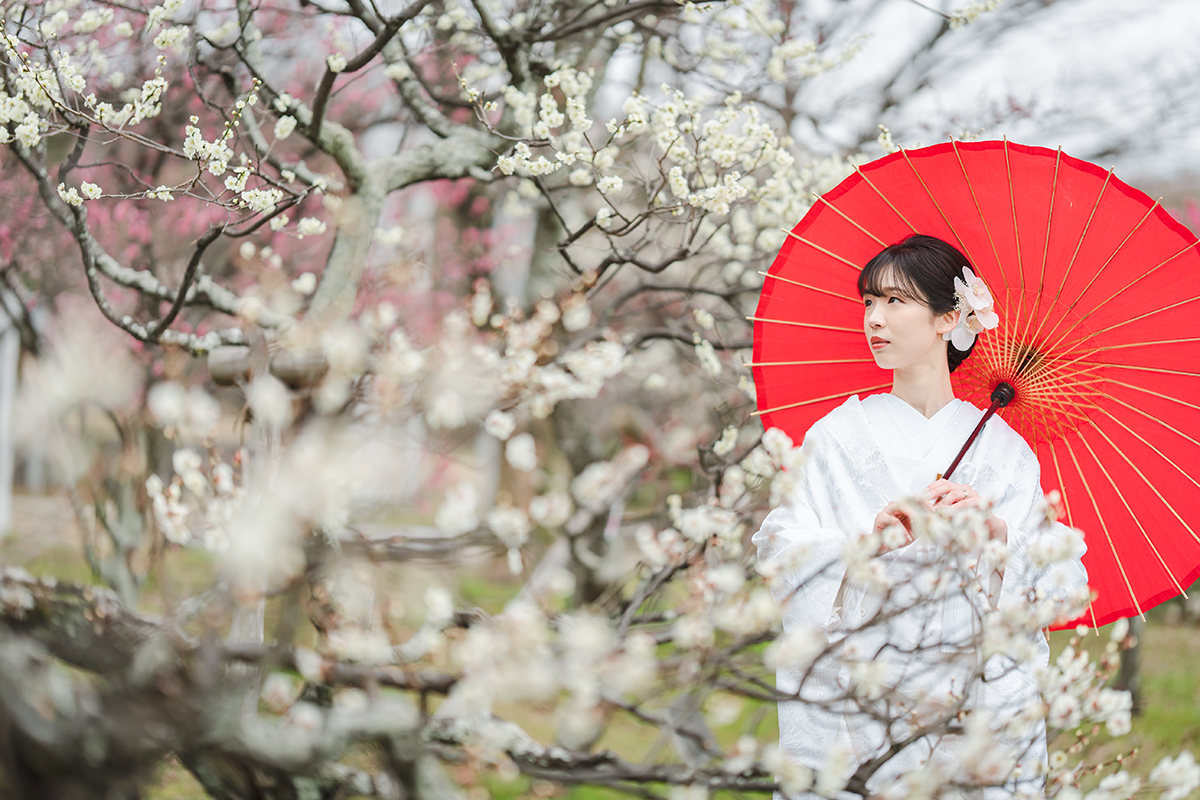 京都梅小路公園で和装前撮り「白梅と赤い番傘の新婦ソロ」