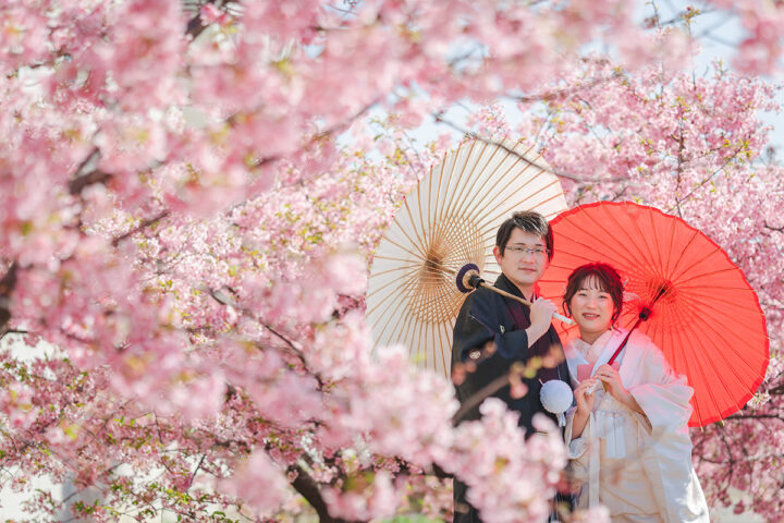京都の河津桜は見頃が長いのが特徴です