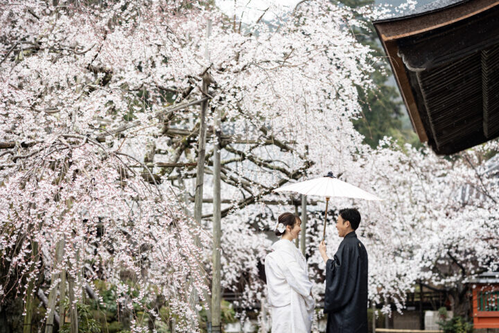 桜が満開の毘沙門堂で京都和装前撮り・フォトウェディング