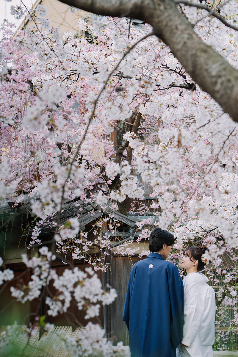 満開の桜をバックに赤ふきの白無垢姿の新婦と黒紋付姿の新郎が見つめあう