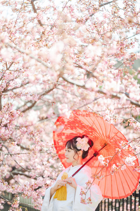 京都の河津桜前撮り、ご希望の方はお早めに