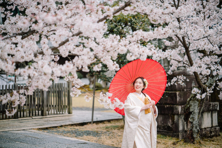 京都和装前撮りは新日吉神宮の桜がきれい