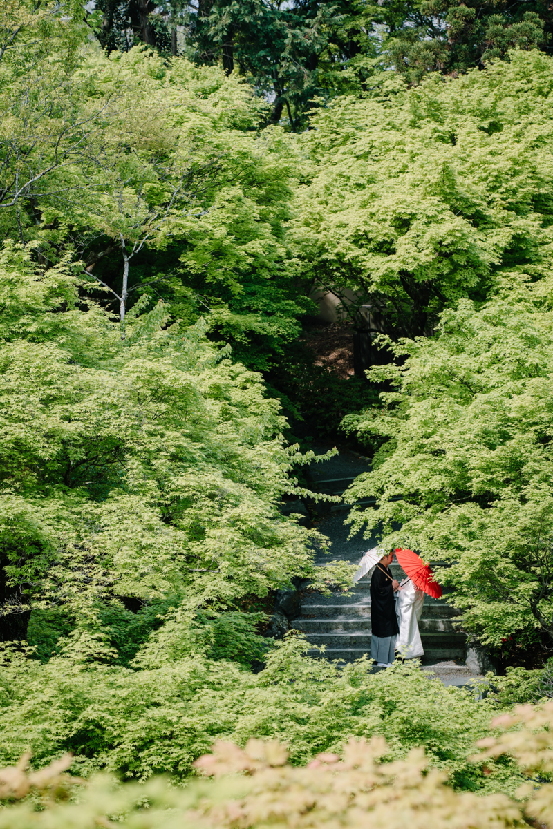 東福寺前撮り「一面の新緑の中に紅白の和傘が映える」