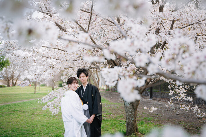 鴨川の前撮り・フォトウェディング「白無垢と黒紋付袴と桜」