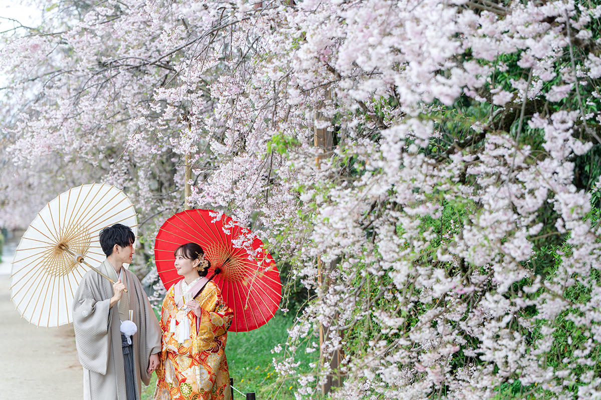 鴨川の前撮り・フォトウェディング「八重紅しだれ桜が満開」