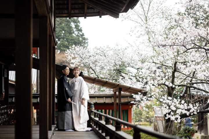 京都和装前撮り・フォトウェディングは毘沙門堂の桜が人気