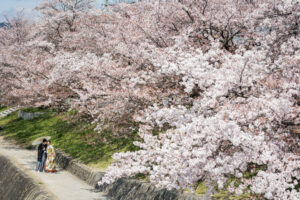 一面の桜で前撮りできるのが京都鴨川の魅力です