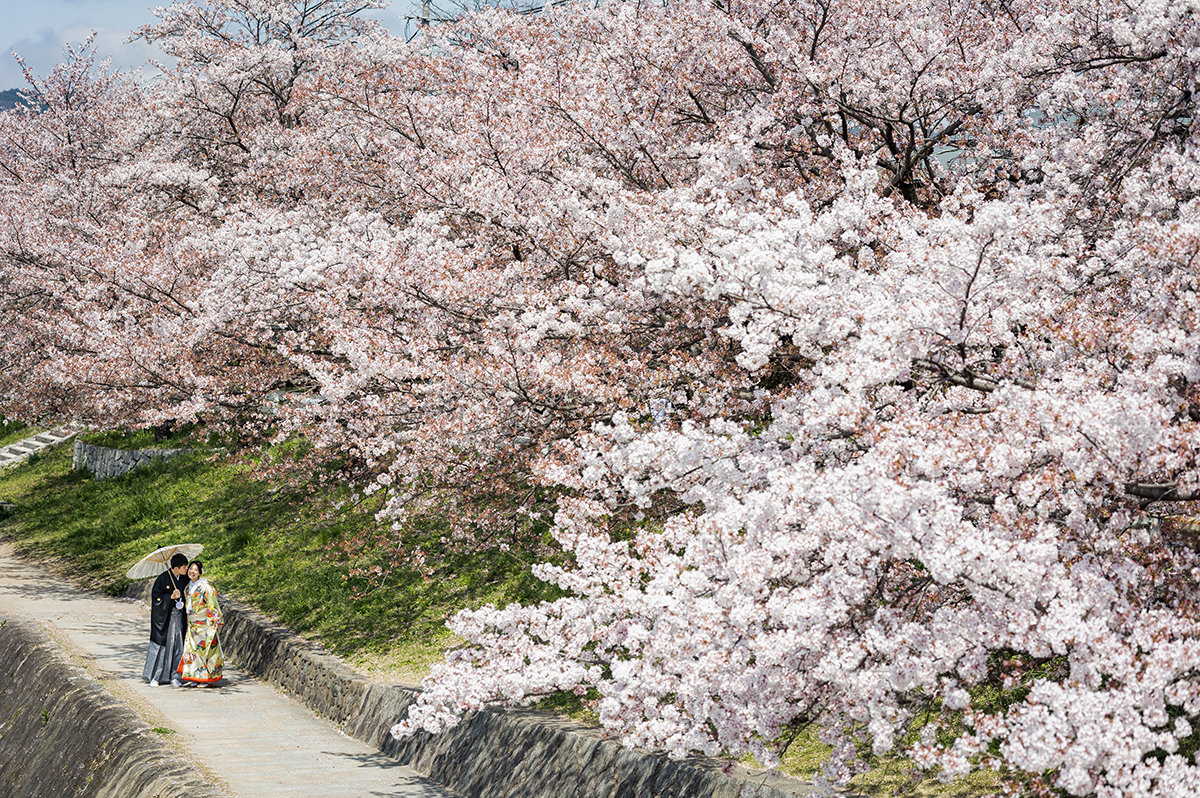 京都和装前撮り　桜の人気シーズン
