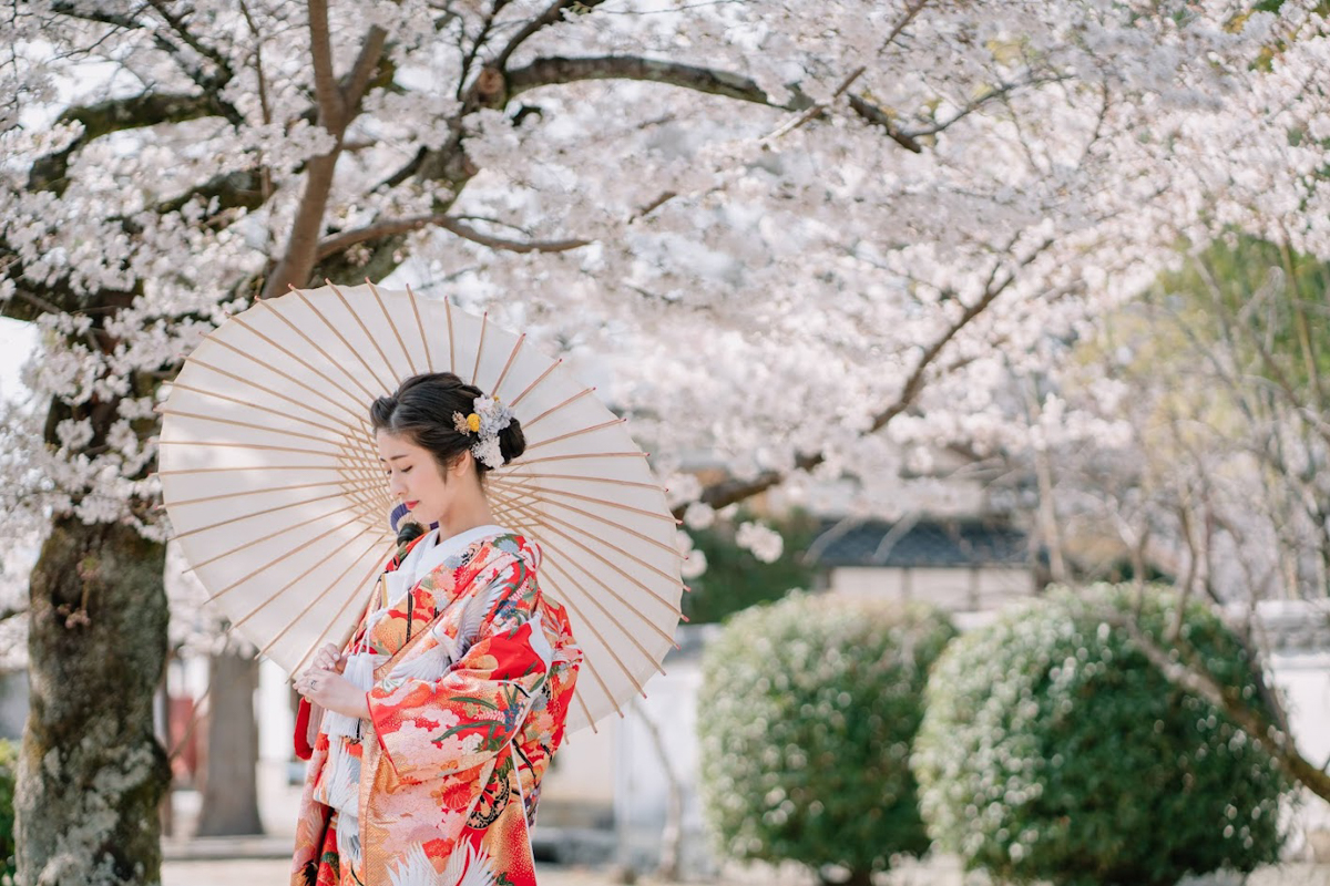 萬福寺前撮り「赤い色打掛の新婦が満開の桜に映える」