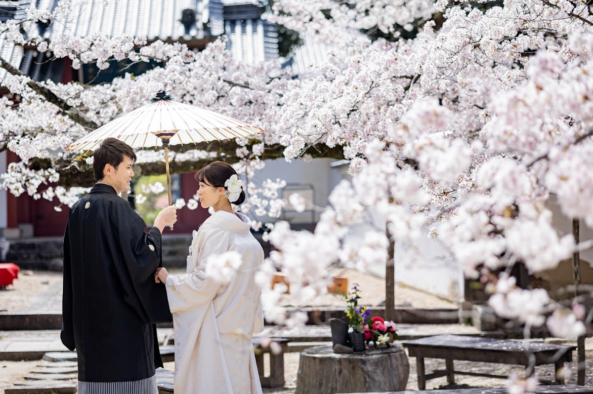 萬福寺前撮り「満開の桜の中、一つ傘の下で向かい合う二人」