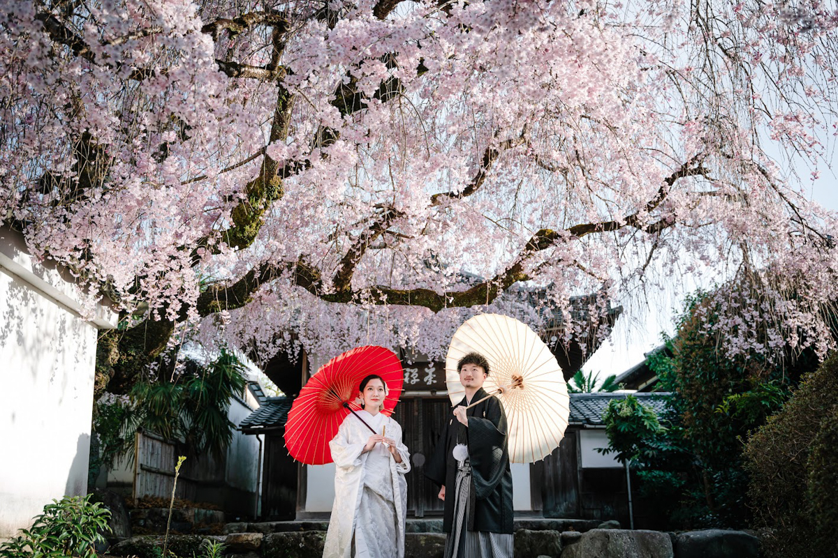 萬福寺前撮り「和傘を差す二人と頭上を覆う満開の枝垂れ桜」