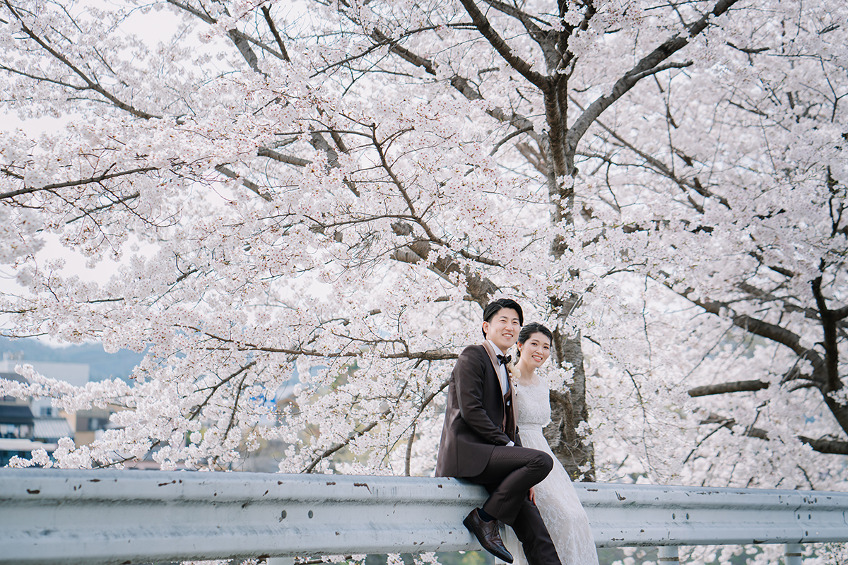 鴨川の前撮り・フォトウェディング「道路沿いから一面広がる桜」