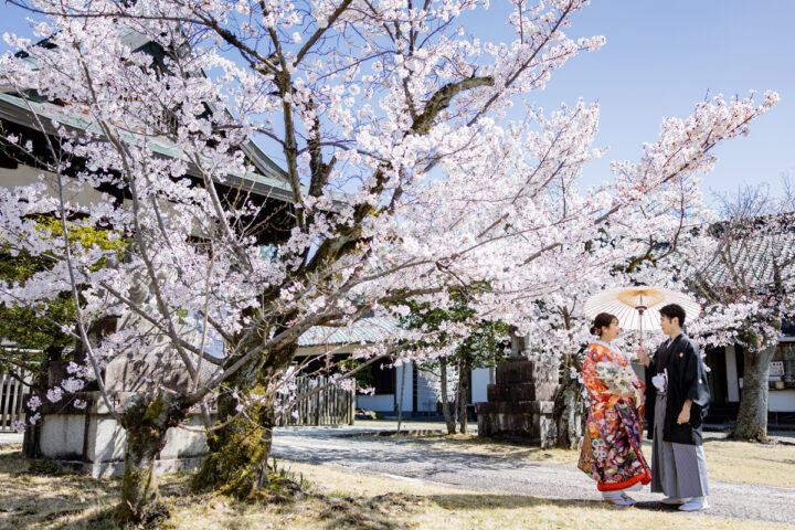 京都和装前撮りでおすすめの新日吉神宮の桜