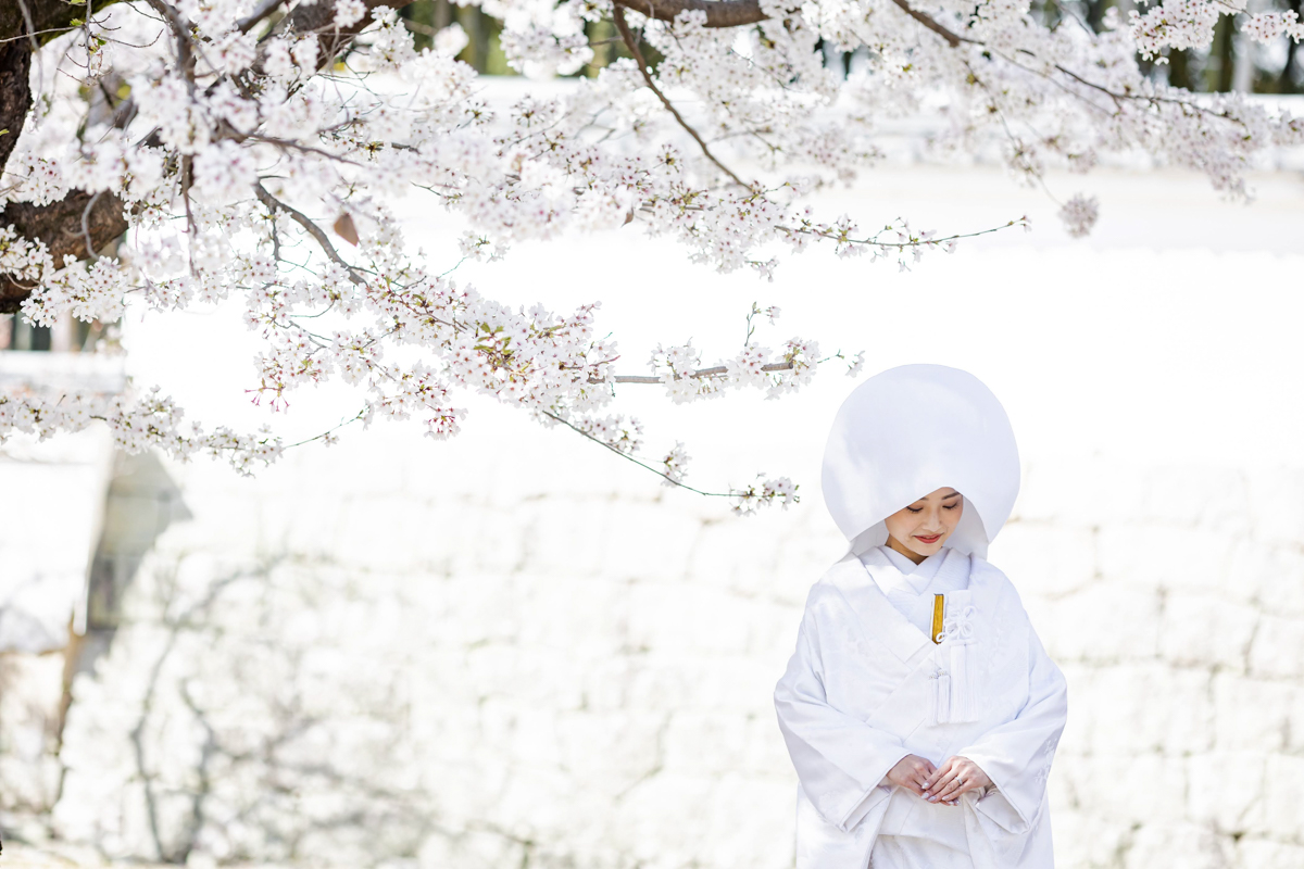 結婚式の和装フォトウェディング「満開の桜の下で綿帽子の新婦」