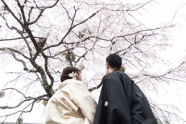 京都萬福寺の桜和装前撮り・フォトウェディング