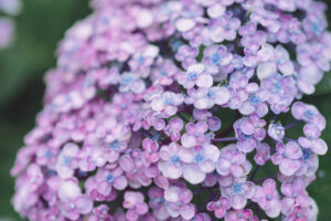 京都の紫陽花と一緒に和装前撮り「紫陽花の花びら」