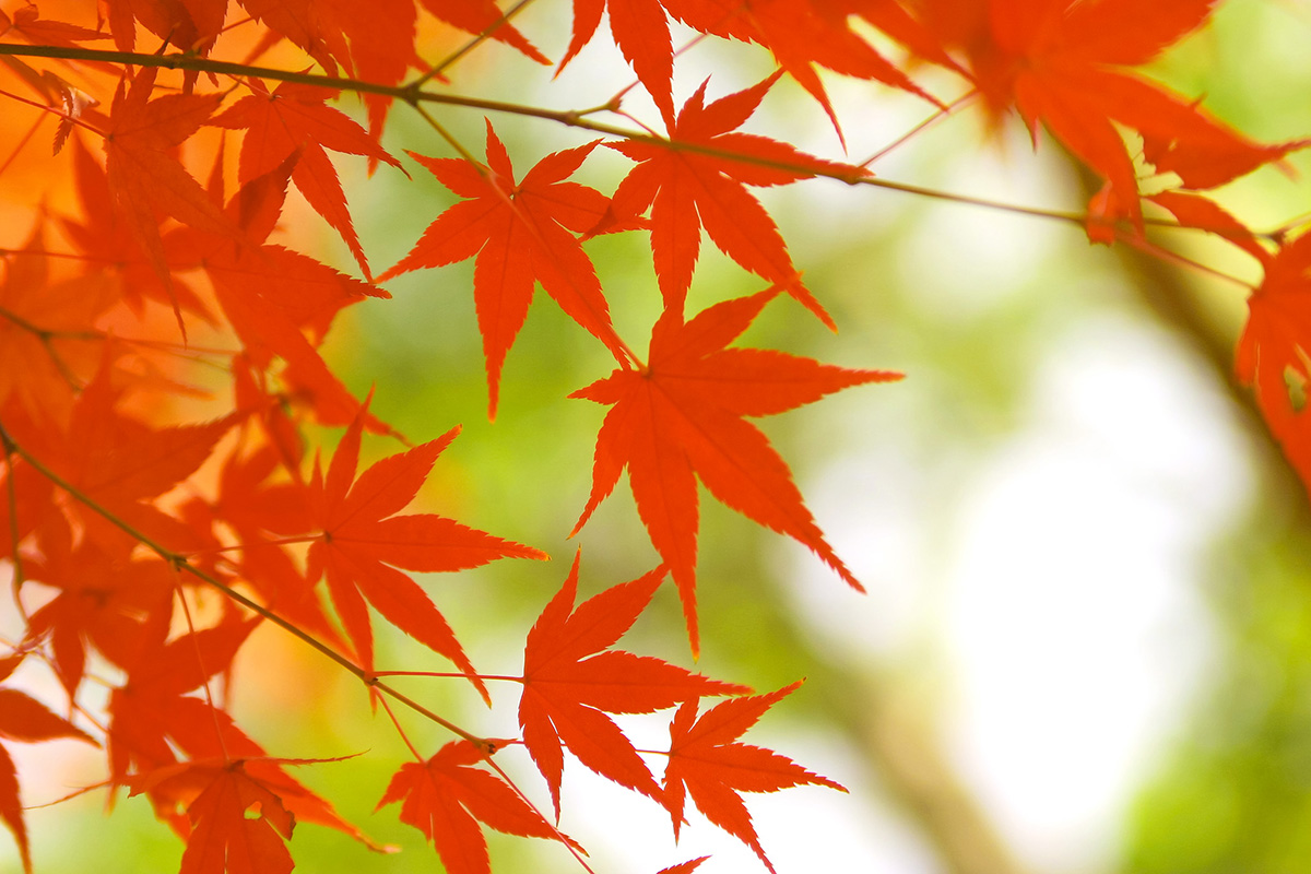 京都の紅葉