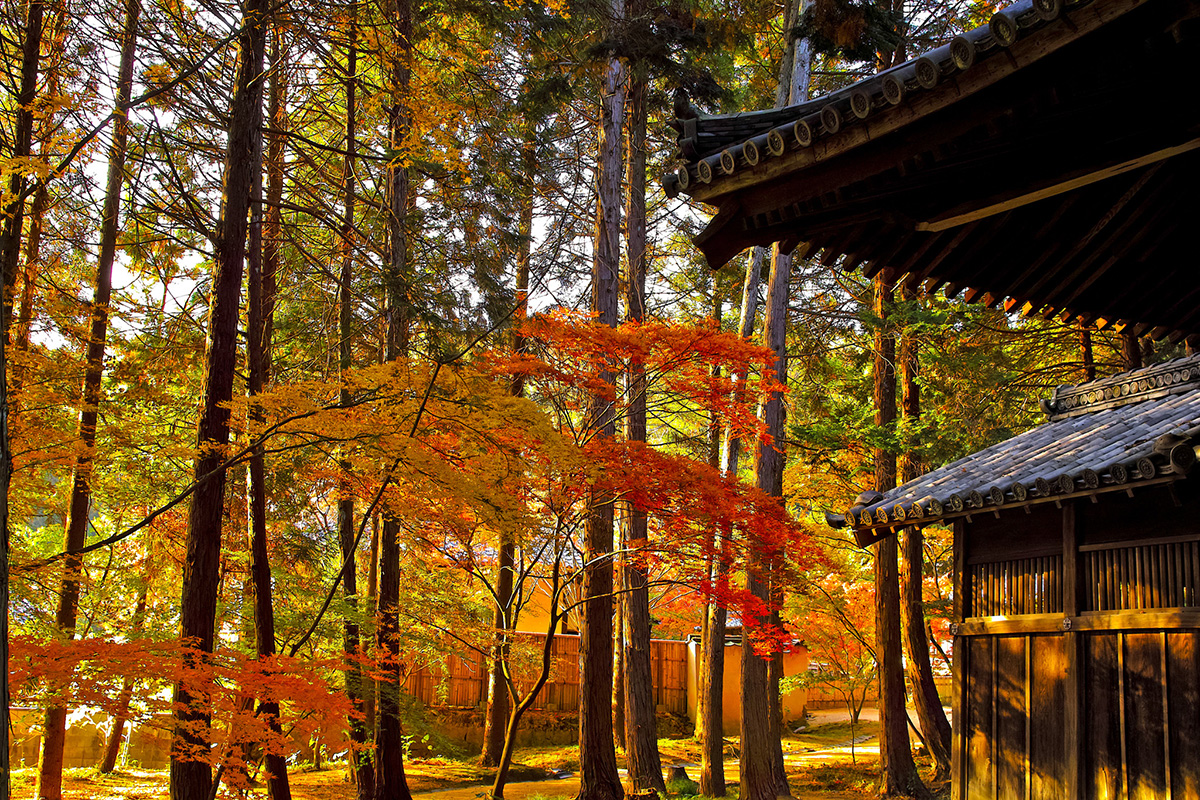 京都のお寺の紅葉