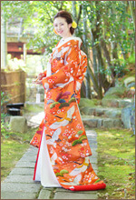 春橙色桜鶴（No.205917）