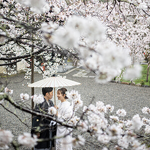 桜シーズンの毘沙門堂