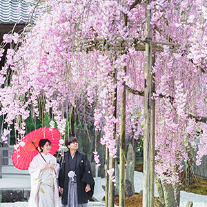 桜シーズンの圓光寺