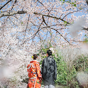 桜シーズンの東山八坂