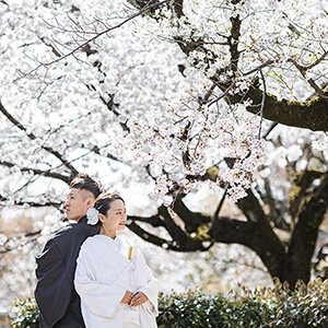 桜シーズンの萬福寺